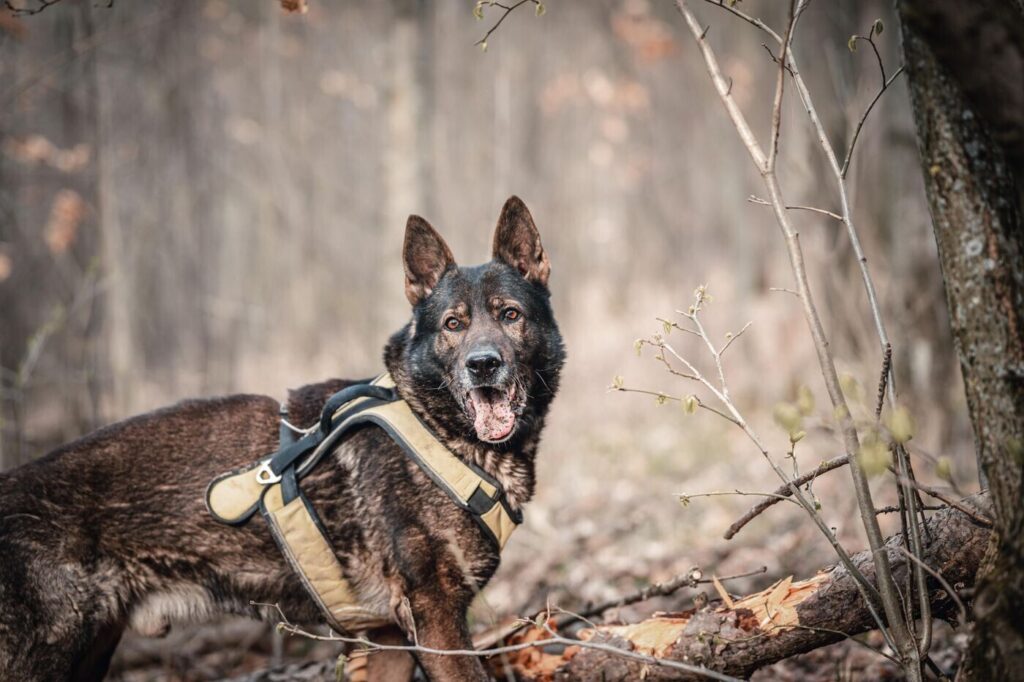 Alert working dog outdoors